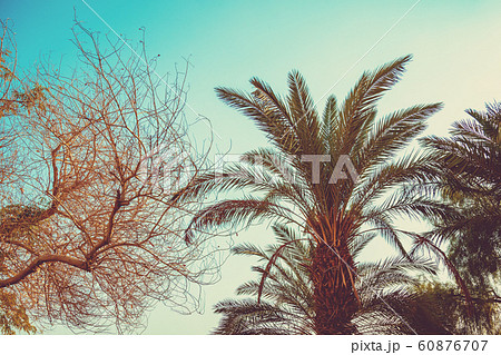 Tropical palm trees against a sunset sky Tropical palm trees against a sunset sky 60876707