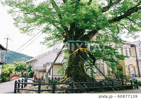 木の根橋　丹波篠山市 60877139