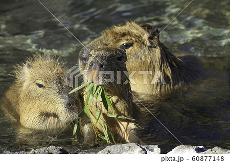 好物の笹を食み、湯につかるカピバラ 60877148