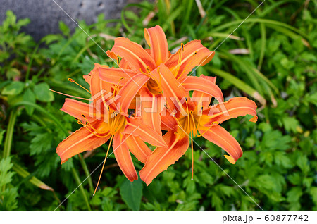 赤いクワンソウの花 赤いクワンソウの花 60877742