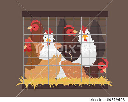 Chicken Crowded Cage Illustration 60879668