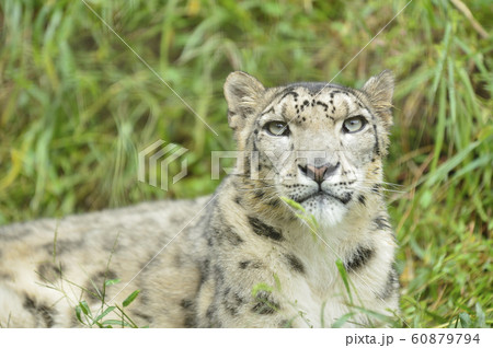 雪豹 60879794