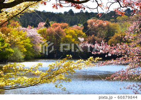 春紅葉 春紅葉 60879844