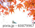 紅葉 60879967