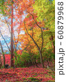 紅葉 60879968