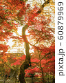 紅葉 60879969