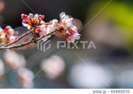 桜の花と玉ボケ　安曇野市　あやめ公園　【長野県】 60880050