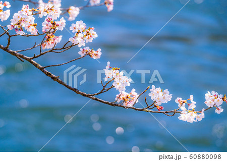 桜の花と玉ボケ　安曇野市　あやめ公園　【長野県】 60880098