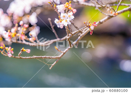 桜の花と玉ボケ 安曇野市 あやめ公園 【長野県】 桜の花と玉ボケ 安曇野市 あやめ公園 【長野県】 60880100