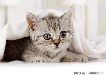 Cute little kitten looks out from under the Cute little kitten looks out from under the 60880199