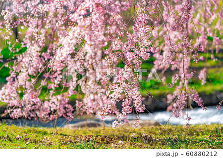 桜の花と玉ボケ　安曇野市　あやめ公園　【長野県】 60880212