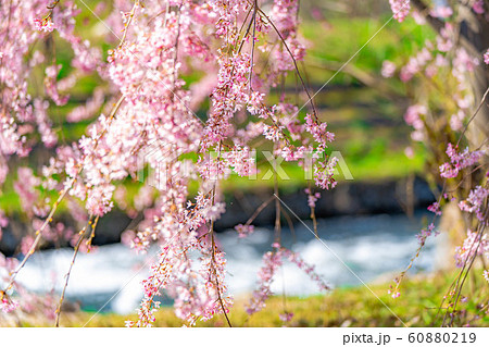 桜の花と玉ボケ　安曇野市　あやめ公園　【長野県】 60880219