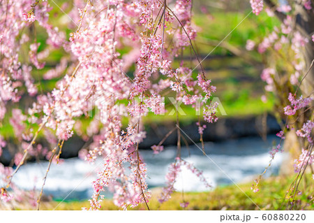 桜の花と玉ボケ　安曇野市　あやめ公園　【長野県】 60880220