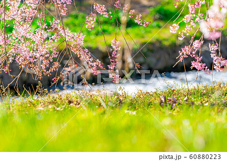 桜の花と玉ボケ　安曇野市　あやめ公園　【長野県】 60880223