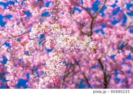 桜の花と玉ボケ 安曇野市 あやめ公園 【長野県】 桜の花と玉ボケ 安曇野市 あやめ公園 【長野県】 60880235