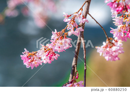 桜の花と玉ボケ 安曇野市 あやめ公園 【長野県】 桜の花と玉ボケ 安曇野市 あやめ公園 【長野県】 60880250
