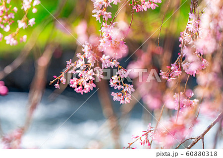 桜の花と玉ボケ 安曇野市 あやめ公園 【長野県】 桜の花と玉ボケ 安曇野市 あやめ公園 【長野県】 60880318
