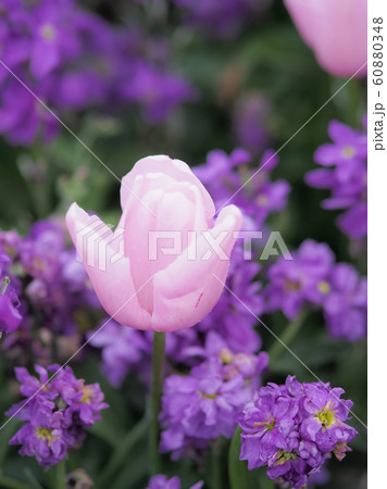 ニュージーランド・ロトルアに咲くチューリップ Tulip in Rotorua, NZ 60880348