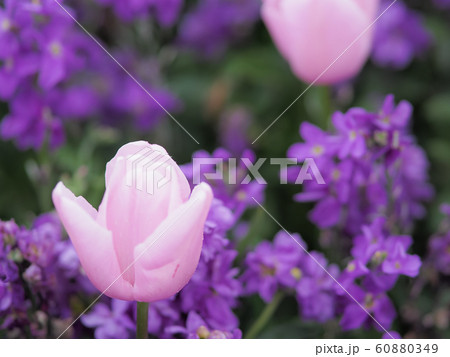 ニュージーランド・ロトルアに咲くチューリップ Tulip in Rotorua, NZ 60880349
