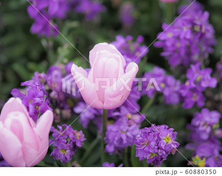 ニュージーランド・ロトルアに咲くチューリップ Tulip in Rotorua, NZ ニュージーランド・ロトルアに咲くチューリップ Tulip in Rotorua, NZ 60880350