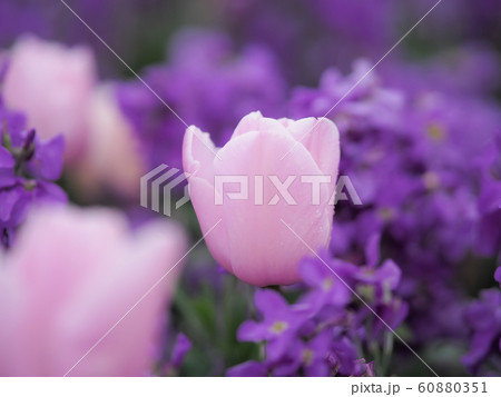 ニュージーランド・ロトルアに咲くチューリップ Tulip in Rotorua, NZ 60880351