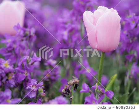 ニュージーランド・ロトルアに咲くチューリップ Tulip in Rotorua, NZ ニュージーランド・ロトルアに咲くチューリップ Tulip in Rotorua, NZ 60880353