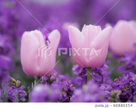 ニュージーランド・ロトルアに咲くチューリップ Tulip in Rotorua, NZ 60880354