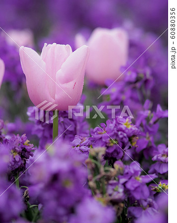 ニュージーランド・ロトルアに咲くチューリップ Tulip in Rotorua, NZ 60880356