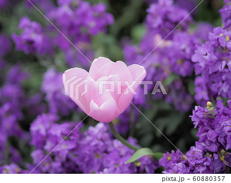 ニュージーランド・ロトルアに咲くチューリップ Tulip in Rotorua, NZ 60880357