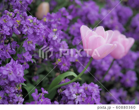ニュージーランド・ロトルアに咲くチューリップ Tulip in Rotorua, NZ 60880360