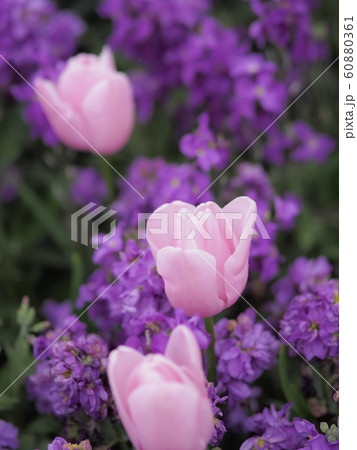 ニュージーランド・ロトルアに咲くチューリップ Tulip in Rotorua, NZ 60880361