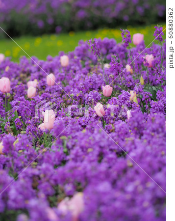 ニュージーランド・ロトルアに咲くチューリップ Tulip in Rotorua, NZ 60880362