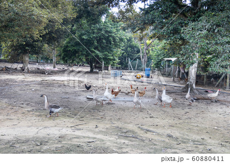 Free range chicken and poutry farming in Malaysia Free range chicken and poutry farming in Malaysia 60880411