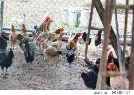 Free range chicken and poutry farming in Malaysia 60880414