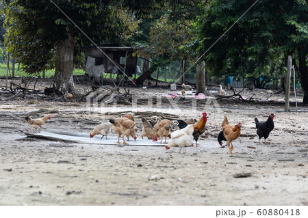 Free range chicken and poutry farming in Malaysia Free range chicken and poutry farming in Malaysia 60880418