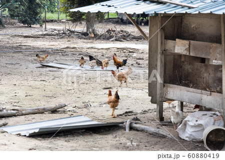 Free range chicken and poutry farming in Malaysia Free range chicken and poutry farming in Malaysia 60880419