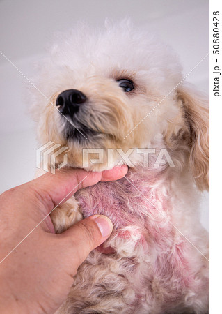 Dog body with red irritated skin due to allergy Dog body with red irritated skin due to allergy 60880428