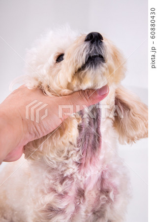 Dog body with red irritated skin due to allergy 60880430