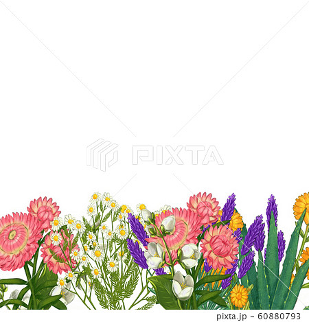 Hand drawn medicinal plant frame. Healing herbs border. isolated on white background 60880793
