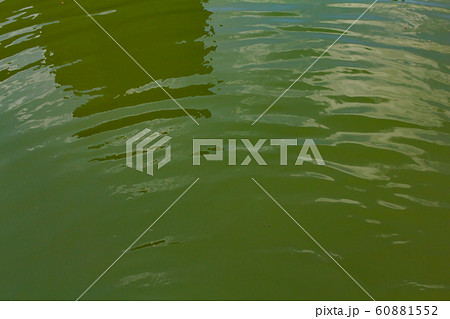 旧芝離宮恩賜庭園の池 60881552