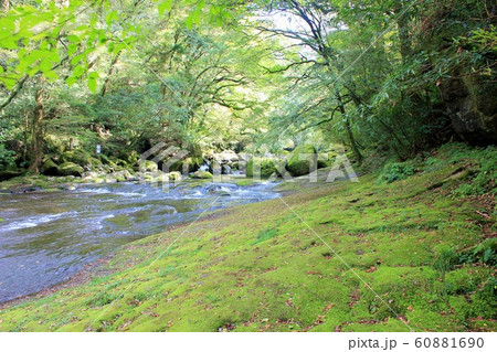 苔｜こけ｜菊池渓谷 60881690