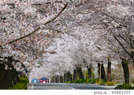 桜満開の長瀞北桜通り。長瀞、埼玉、日本。４月初旬。 60881705