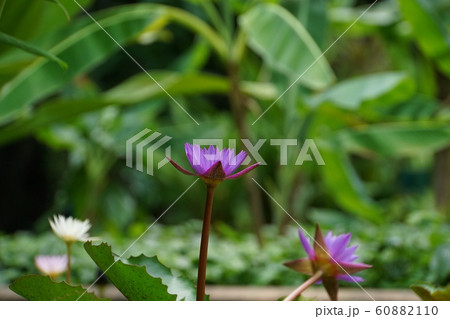 タイでよく見られる睡蓮の池（Pond of Water Lilies in Thailand） 60882110