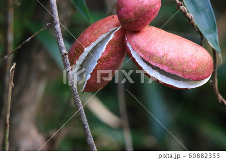 アケビ アケビ 60882355