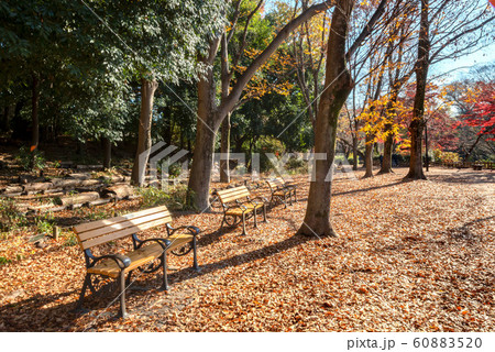 東京都武蔵野市の井の頭恩賜公園 東京都武蔵野市の井の頭恩賜公園 60883520
