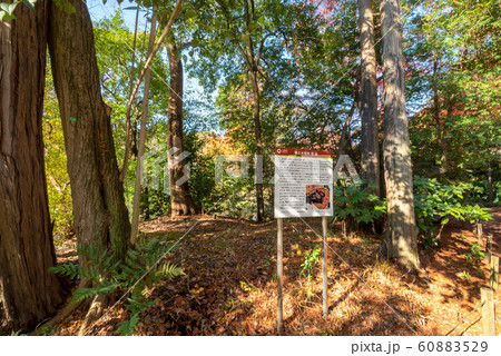 井の頭恩賜公園 井の頭恩賜公園 60883529