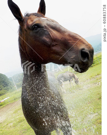 水浴び中の馬 水浴び中の馬 60883758
