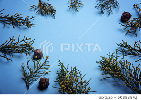 Sprigs of cypress and cones on a light blue background. Sprigs of cypress and cones on a light blue background. 60883842