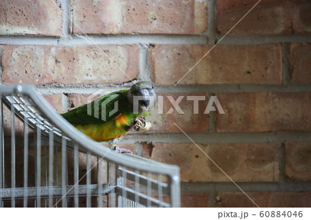 セネガルパロット 60884046