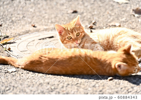 のらねこのこねこ 60884343